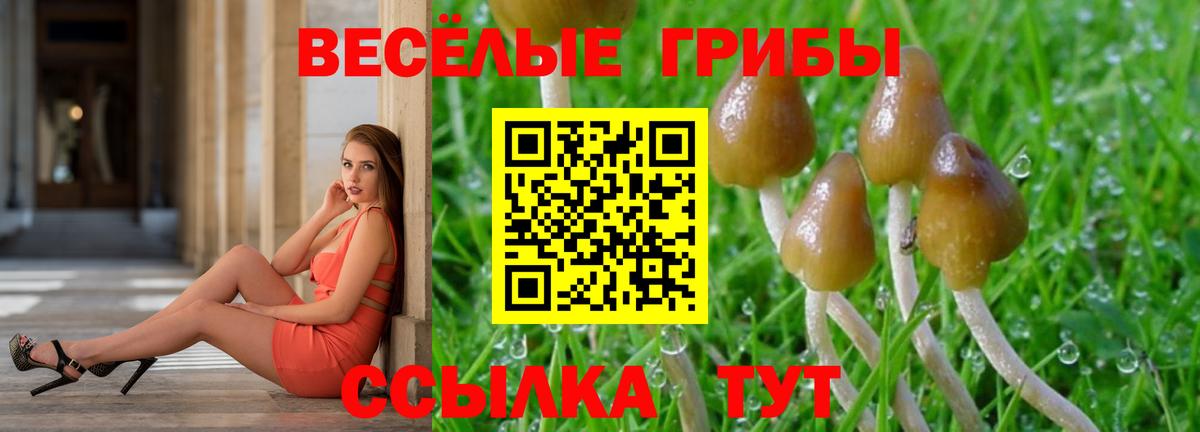 Псилоцибиновые грибы Psilocybine cubensis Кувандык